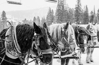 Preston Utley Photography - 13