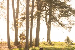 Lacy Patton Photography - 9