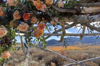 Wild Aura Floral - 10