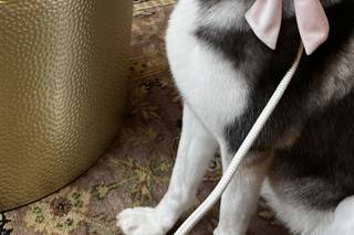 Wedding Tails- PET HANDLER - 8