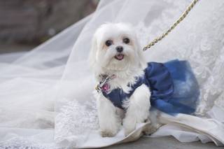 Erin Shimazu Photography - 40