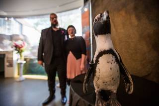 National Aviary - 18