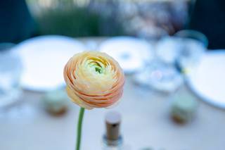 Shem Roose Imagery - 7