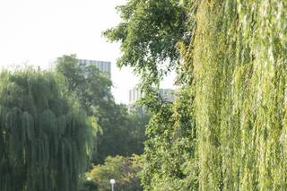 Chace Yang Photo + Video - 28
