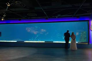 Adventure Aquarium - 49