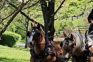 The Shenandoah Carriage Company, LLC - 11