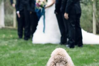 Happy Bark & Tails - 27