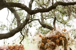 Kismet Flowers - 32