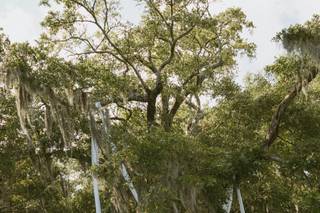Wrightsville Manor - 50