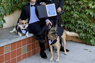 I Dog Too - Wedding Pet Attendant - 20