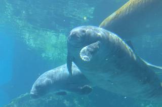 Gulfarium Marine Adventure Park - 17