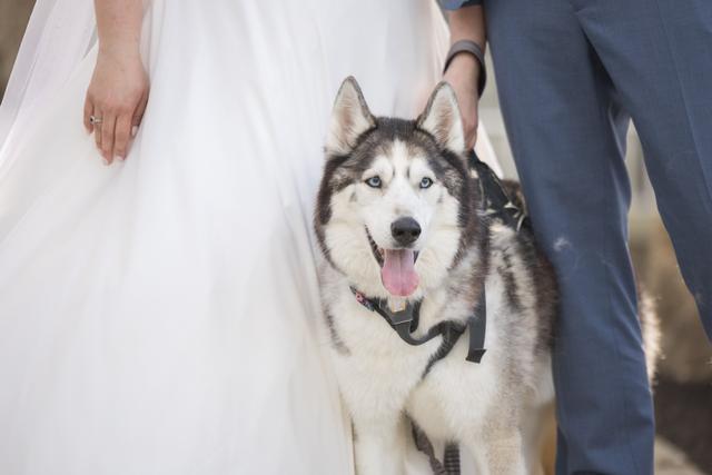 Smile ‘N’ Wag - 1