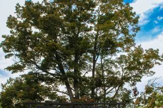 Dibbles Inn Orchard & Estate - 9