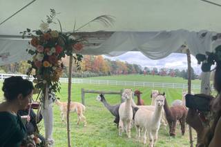 Bluebird Farm Alpacas - 12