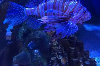 Adventure Aquarium - 39