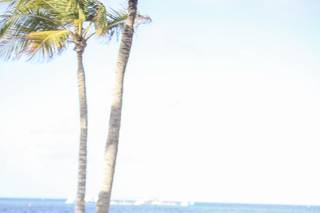 Tropical Pictures - 58