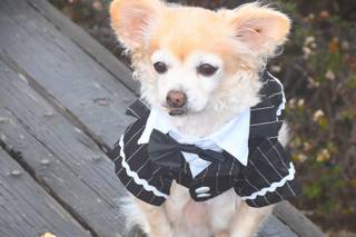 Cheryl Bariel Wedding Officiant - 8