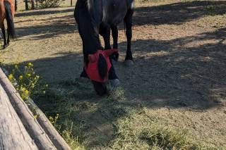Summer Star Ranch - 26