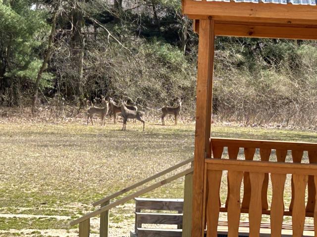 Birchwood Meadow - 4