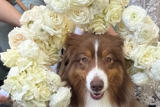 I Dog Too - Wedding Pet Attendant - 12