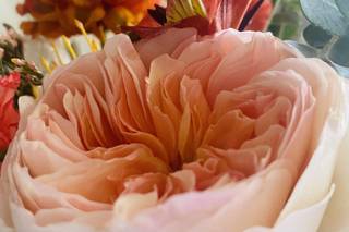 Absolutely Perfect Special Occasions - 19