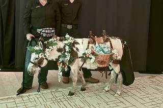Florida Beer Burros - 5