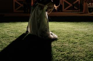Colbis Photo - 10