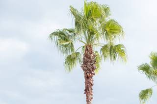 Pea to Tree Events - 11