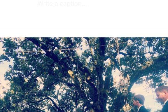 Live Oak Plantation 4