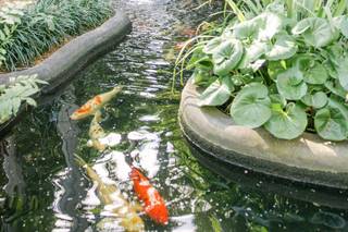 Sunken gardens - 8