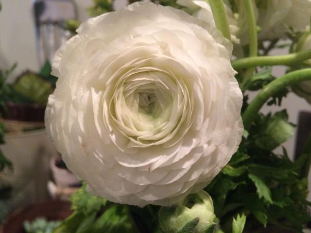 Ace Florist - 4