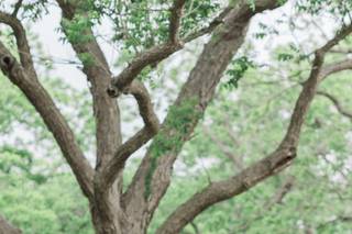 The Orchard at Caney Creek - 12