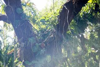 Sunken gardens - 47