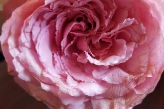 My Arrangements Inspired by Lola Rose - 9