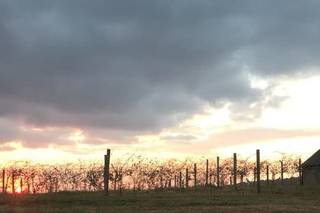 Chateau Meichtry Family Vineyard and Winery - 6