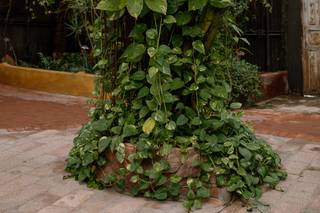 Boojum Tree - 7
