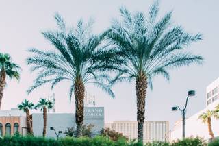 Amber Alyse Events - 36