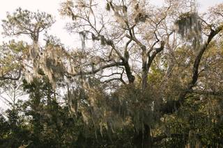 Wrightsville Manor - 22