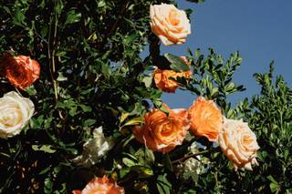 Flowers by GiMi - 14
