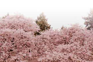 Oxy Sakagami Photography LLC - 6
