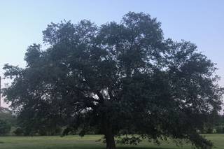 Norris Oaks - 13