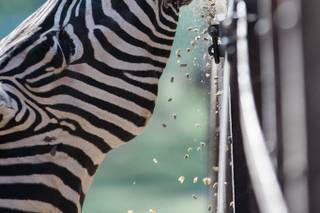 Hidden Valley Animal Adventure - 10