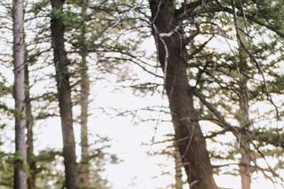 The Green Bride - 10