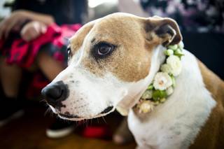 Blossom Bliss Florist - 128