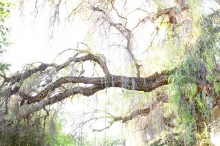 Harmony Haft Photography - 14