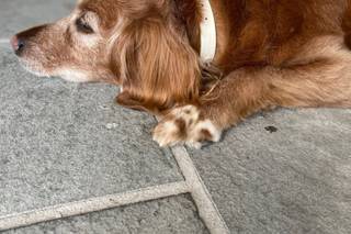 Wedding Puptials - 17
