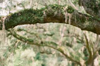 Julie Livingston Photography - 8