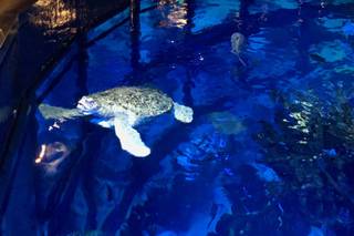 New England Aquarium - 27