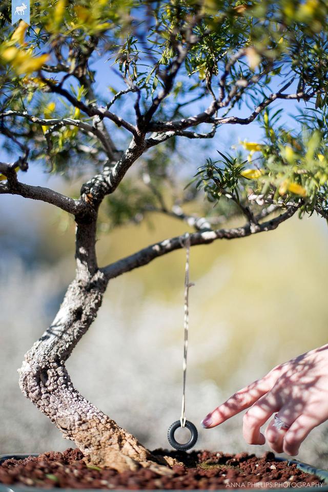 Anna Phillips Photography - 3