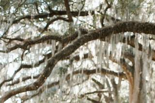 Vine & Light Photography - 6